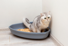 Feline Kidney Disease Life Expectancy: Factors, Treatments, and Longevity Strategies