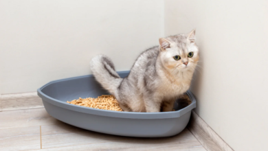 Feline Kidney Disease Life Expectancy: Factors, Treatments, and Longevity Strategies