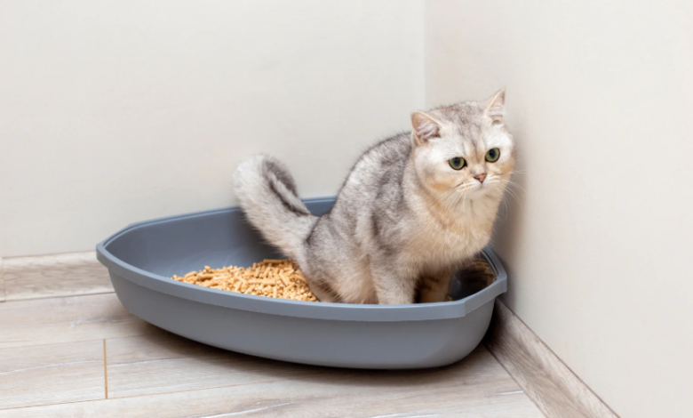 Feline Kidney Disease Life Expectancy: Factors, Treatments, and Longevity Strategies